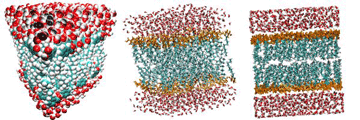 20170316-packmol_bilayer.png